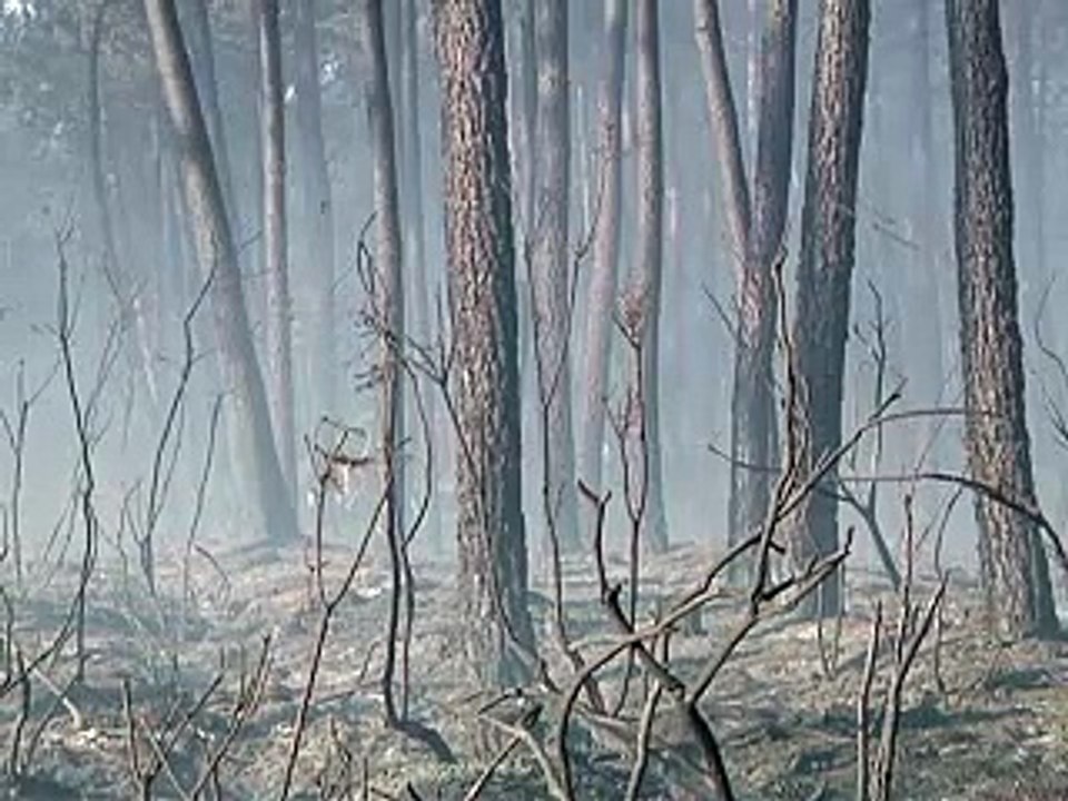 L'incendie près de Lacanau circonscrit, 650 hectares détruits