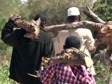 Une déforestation massive menace de transformer la Somalie en désert