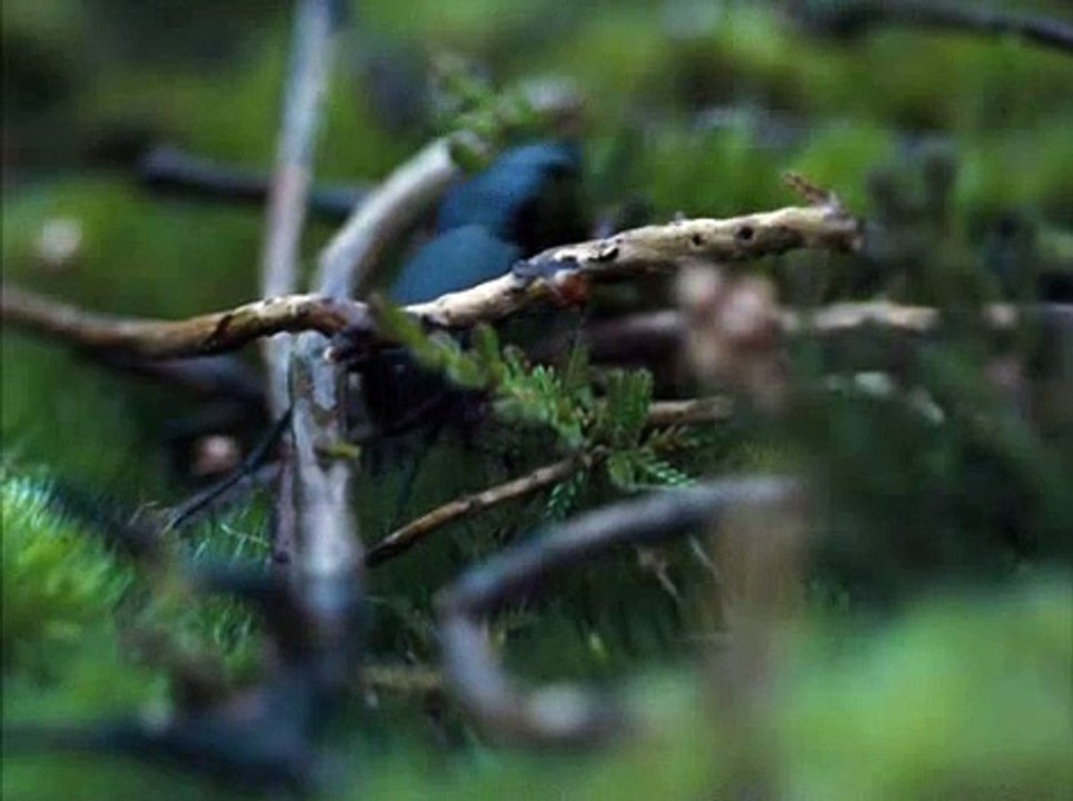 Les Hauts de Hurlevent