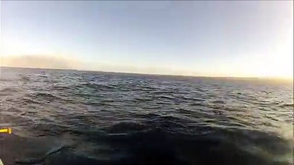 Une baleine effraie un couple en pleine mer