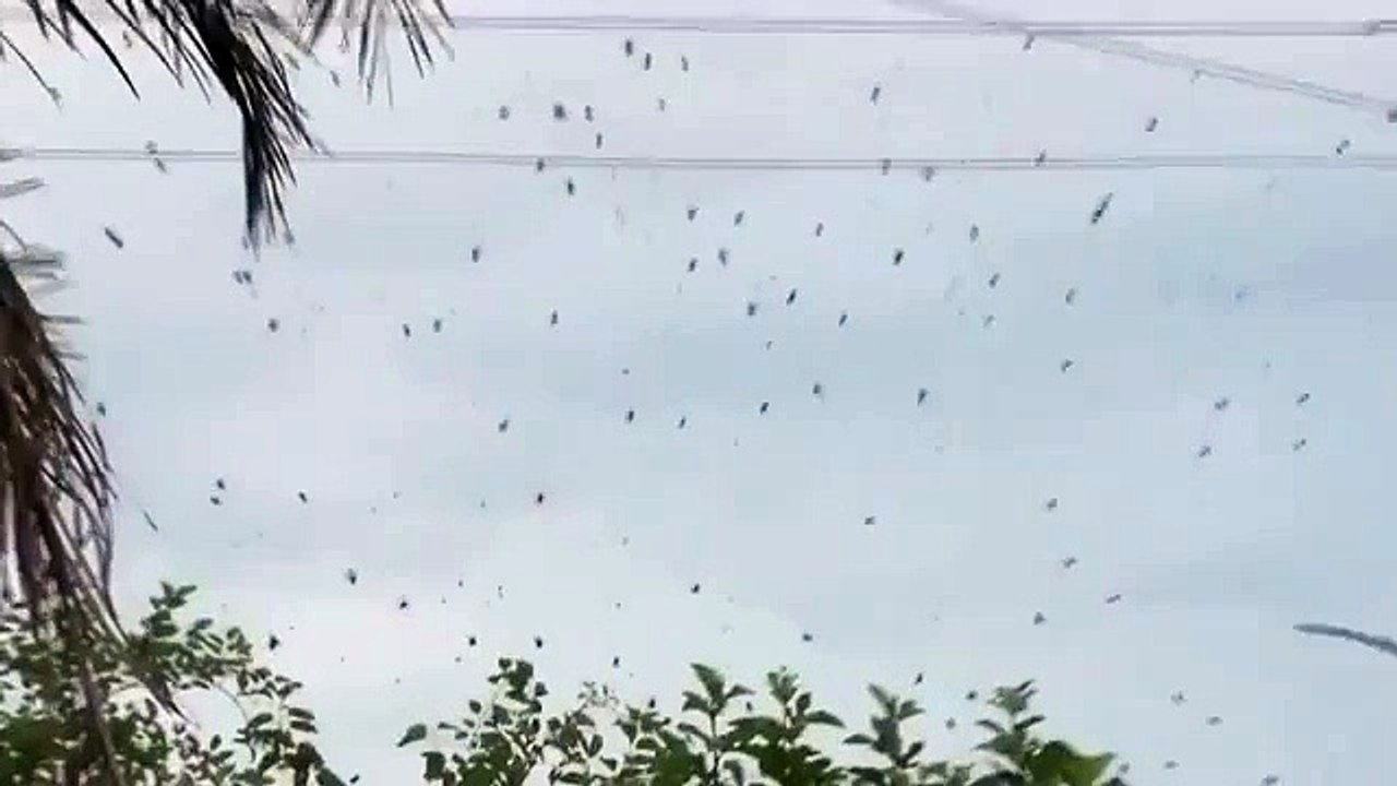 Incroyable invasion d'araignées au Brésil