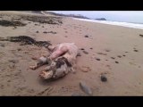Pays de Galles : une mystérieuse créature retrouvée sur la plage