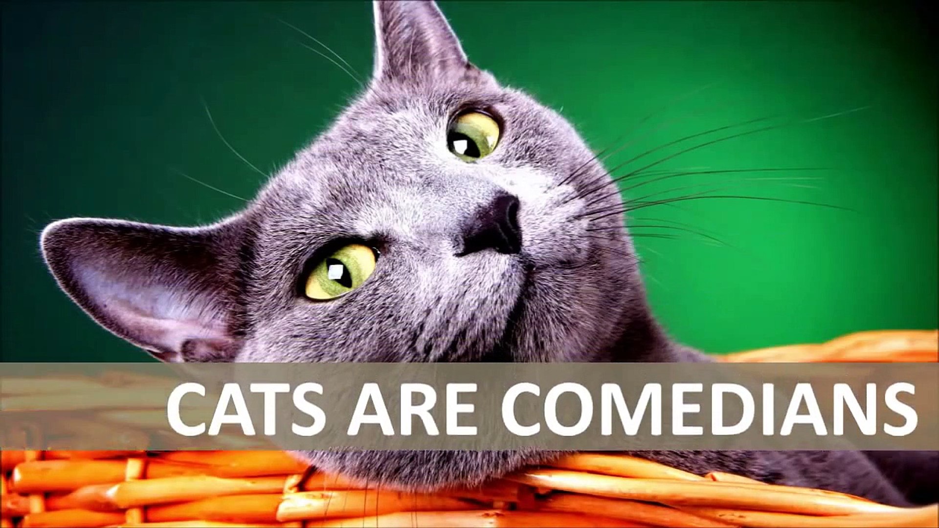 CATS ARE COMEDIANS