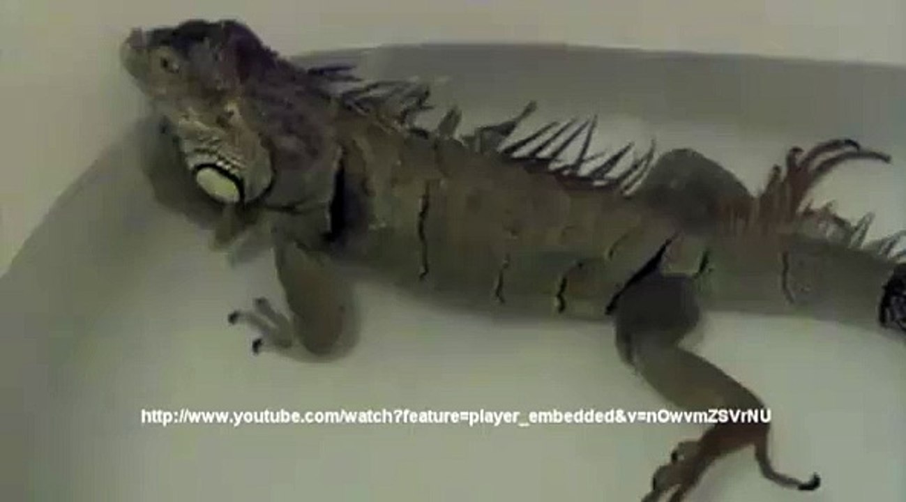 Un iguane-jacuzzi