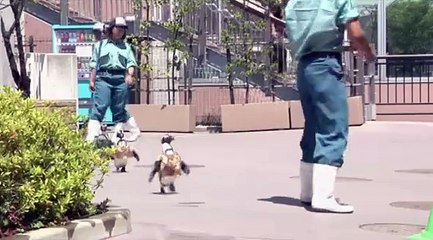 Japon : des pingouins défilent en Kimono