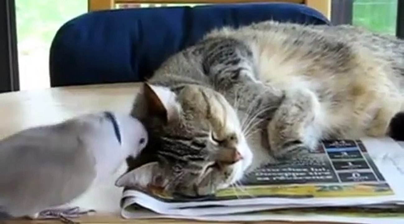 Le mariage pour tous inspire nos amies les bêtes !