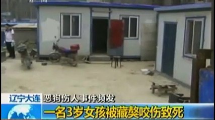 Un chien commence à dévorer une fillette