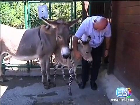 L'Italie fête la naissance d'un zébrâne, une croisement âne-zébre