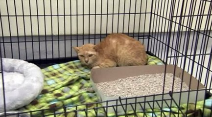 Un chat parcourt 11700 km sans manger ni boire