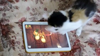 This kitten beat our high-score