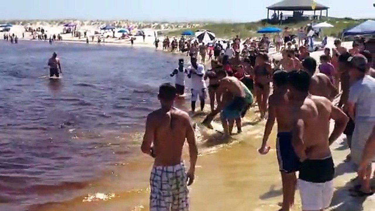 Un requin-marteau donne naissance sur la plage