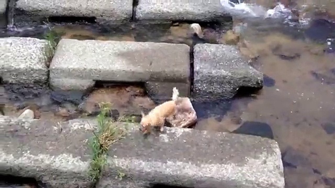 Un chien joue à la balle avec une rivière