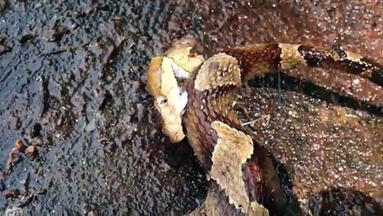 Un serpent décapité se mord la queue
