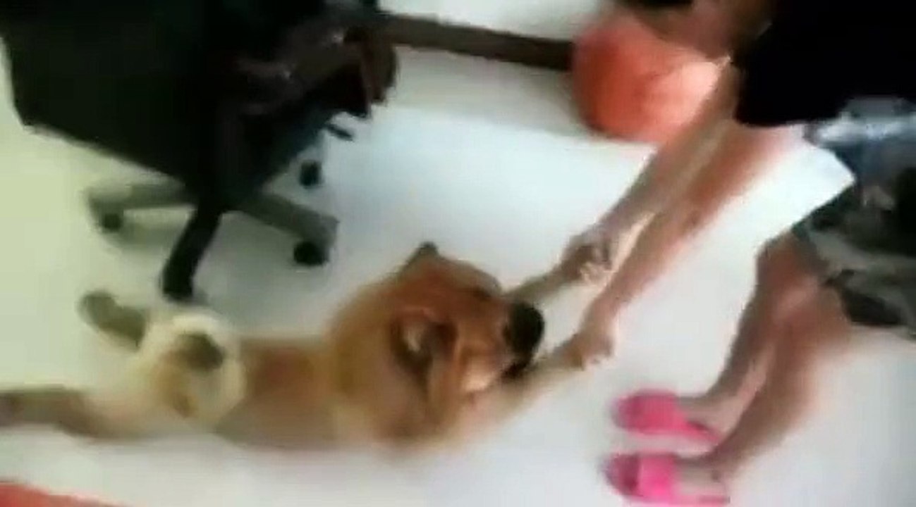 Un chien qui n'a pas envie de prendre son bain !