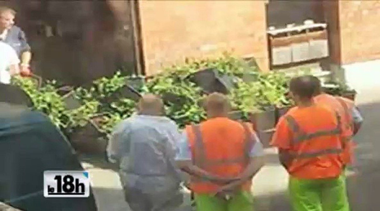 Bruxelles : 1000 plants de cannabis découverts