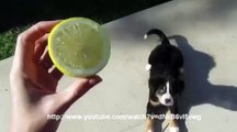 Un jeune chien devient fou devant un citron