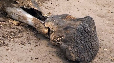 90 éléphants retrouvés morts