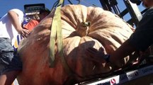 Une citrouille de 900 kilos !