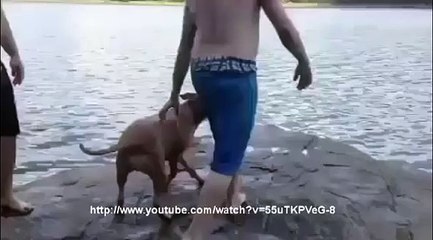 Un chien toujours prêt à sauver son maître