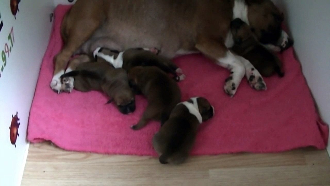 3ème  vidéo Chiot de la 22ème portée de STAFFORDLAND