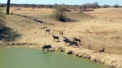 Un phacochère piégé entre un crocodile et des chiens errants