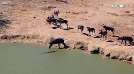 Un crocodile affamé attaque un phacochère