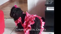 Un chien danse le flamenco