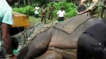 Un troupeau d'éléphants fauché par un train