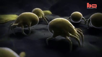 Animation : les acariens en pleine action