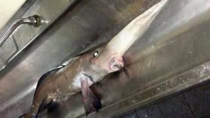 Découvrez la chimère à long nez, cet étrange poisson