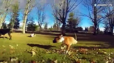 Un chien heureux sur deux pattes