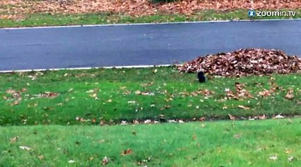 Un écureuil qui dort debout