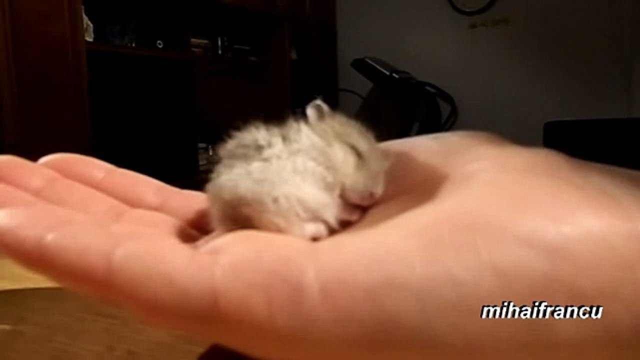 Un bébé hamster ronfle