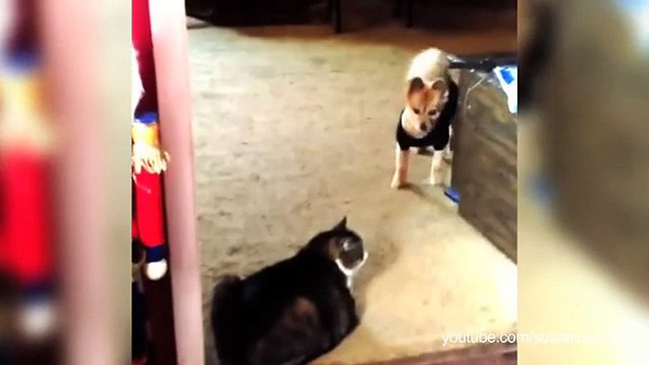 Des chats terrorisent des chiens