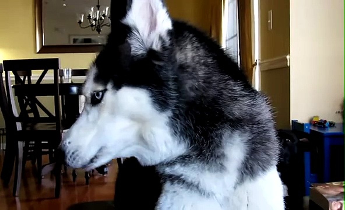 Mishka, le chien qui parle