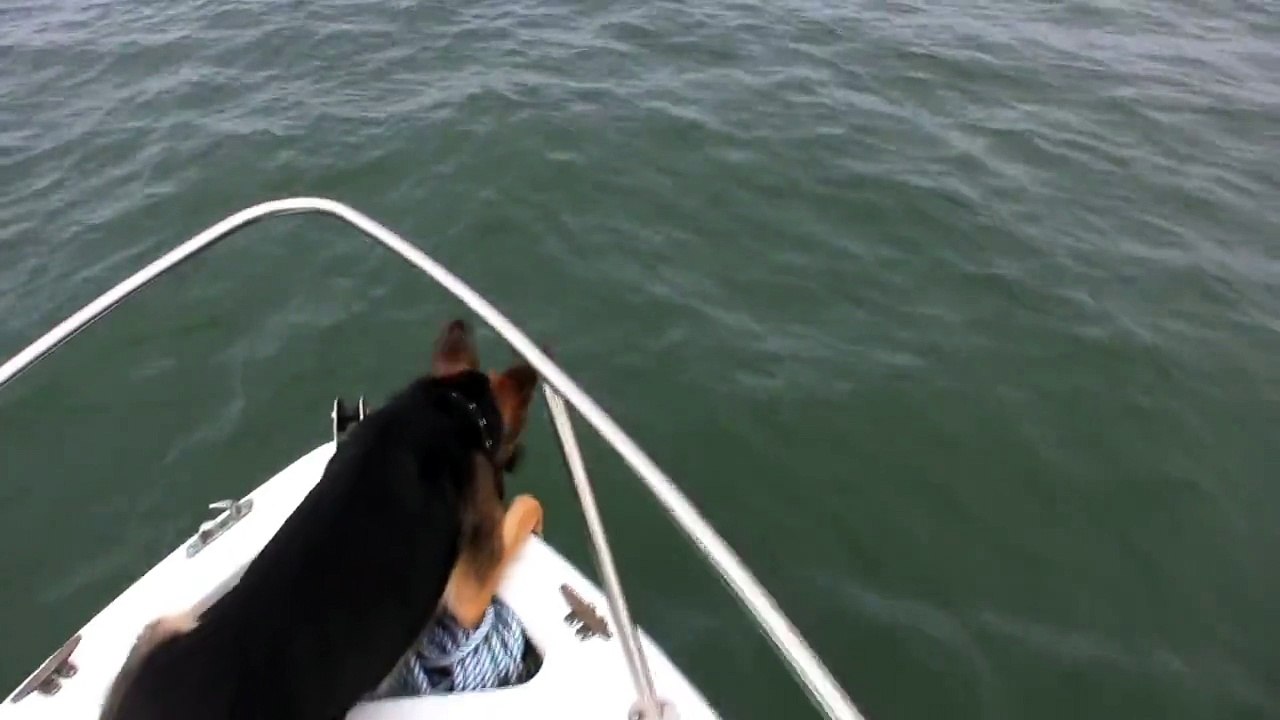 Un chien saute dans l'eau pour jouer avec des dauphins