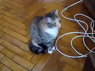 Ce chat n'aime pas les lecteurs CD