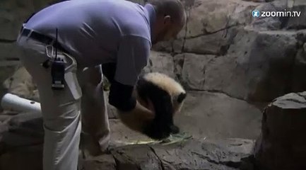 Le zoo de Washington présente son bébé panda