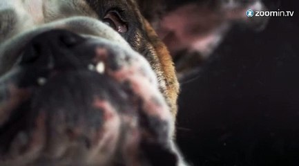 Des chiens dans tous leurs états..