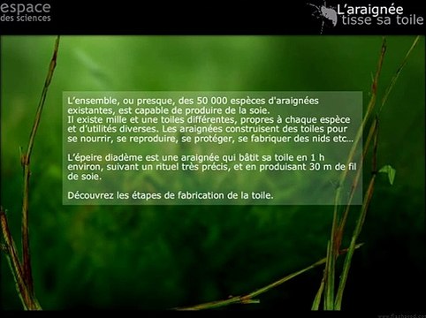 Comment sont faites les toiles d'araignées