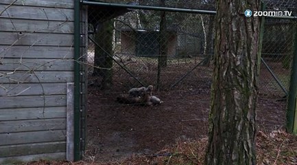 Des bébés guépards trop mignons