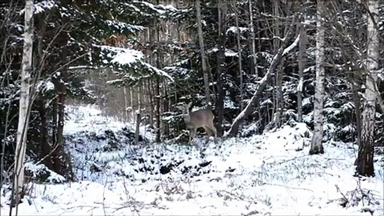 Un chevreuil attaque un bucheron