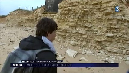 Côte Atlantique : des milliers d’oiseaux s’échouent sur les plages après les tempêtes