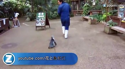 L'amour insolite entre un pingouin et son soigneur