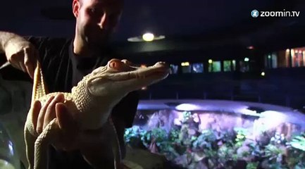 Deux bébés alligators albinos présentés à Paris