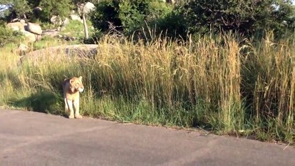 Une lionne attaque un lion pour protéger son petit