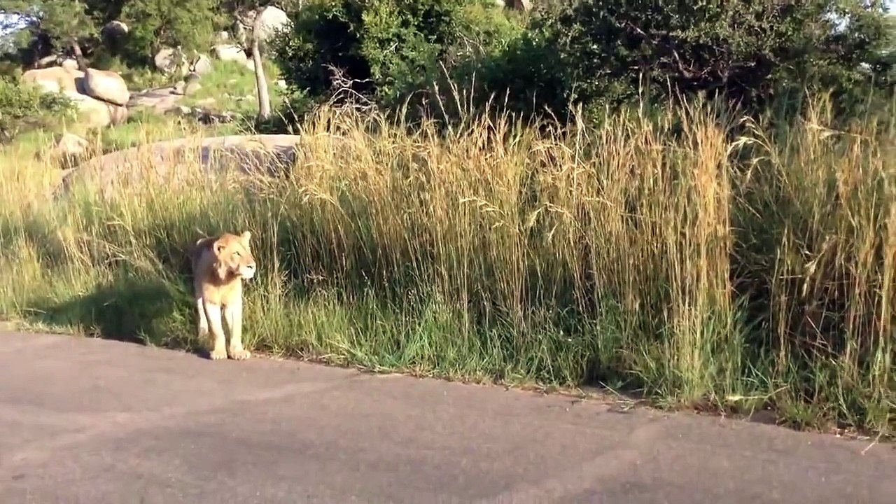 Une lionne attaque un lion pour protéger son petit