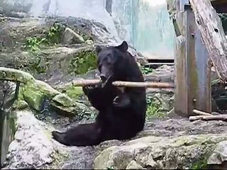 Un ours pro de Kung Fu