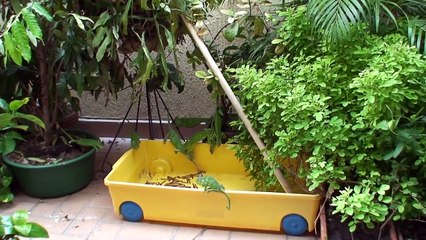 C'est l'heure du déjeuner pour les caméléons