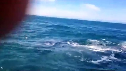 Une femme frappée à la tête par la queue d'une baleine